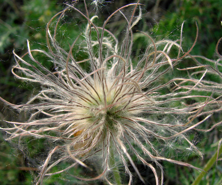 Изображение особи род Pulsatilla.