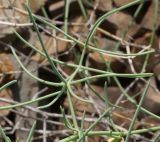 Asparagus breslerianus