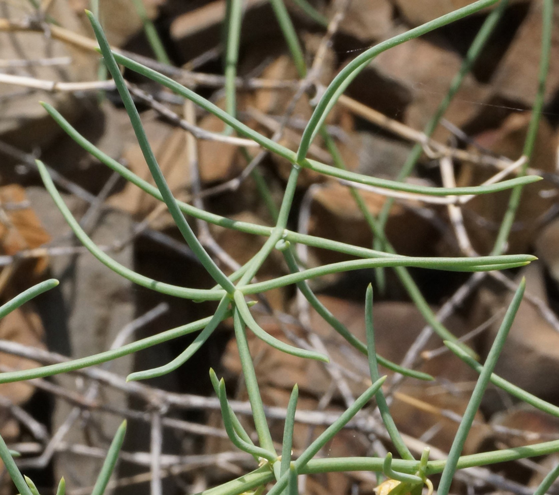 Изображение особи Asparagus breslerianus.