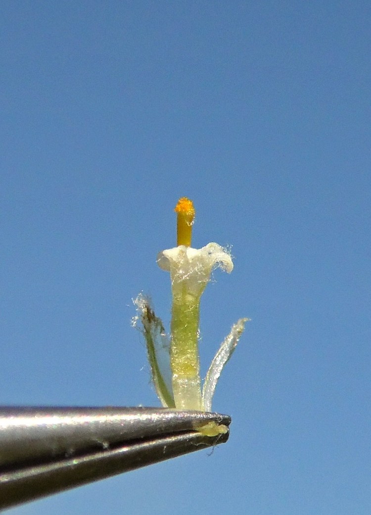 Image of Achillea ptarmica specimen.