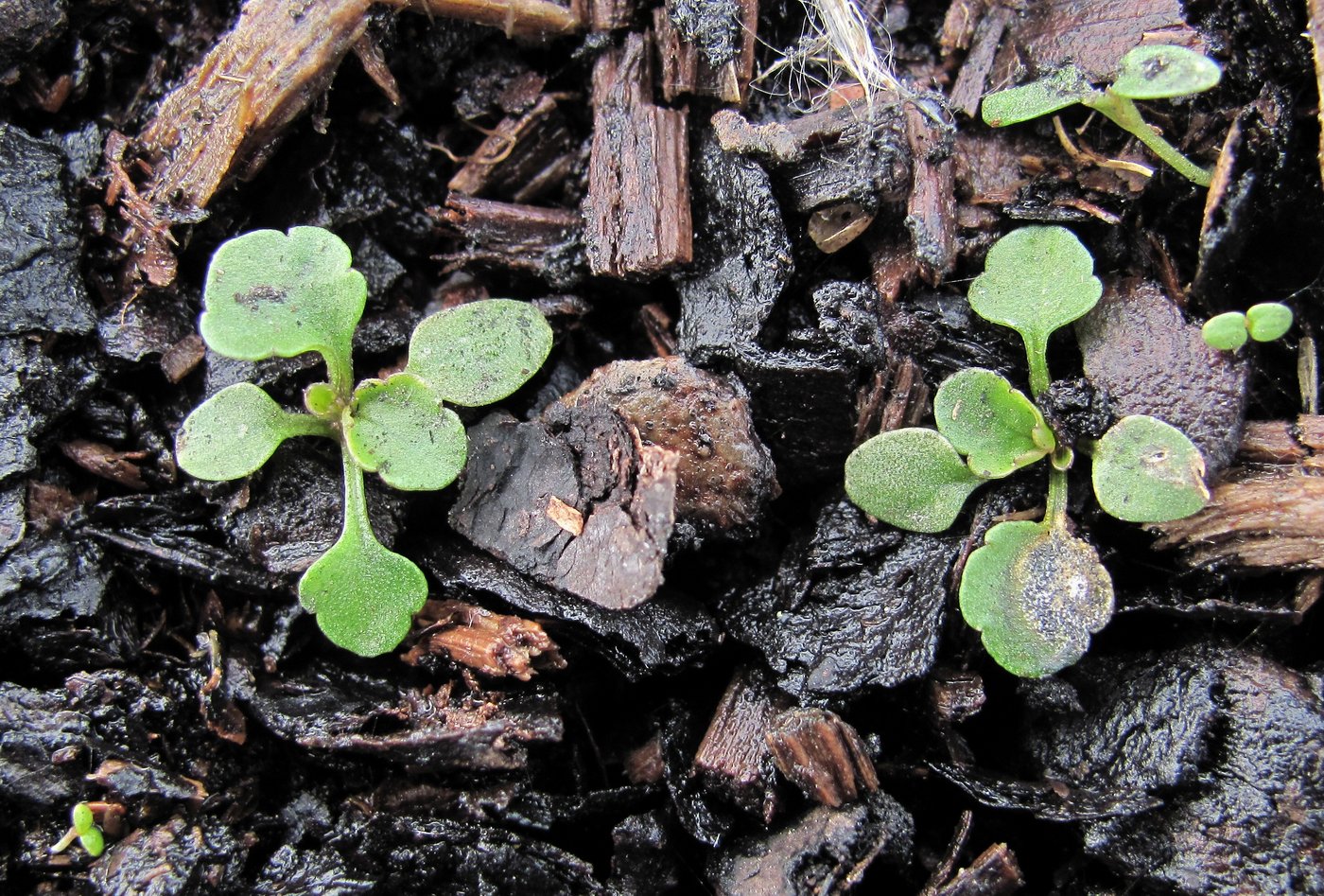 Image of Viola arvensis specimen.