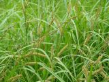 Carex rhynchophysa. Плодоносящие растения. Иркутская обл., Иркутский р-н, окр. с. Смоленщина, влажный луг. 10.07.2015.