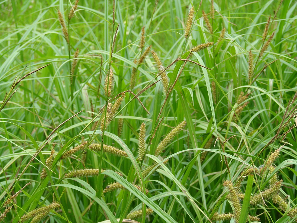 Изображение особи Carex rhynchophysa.