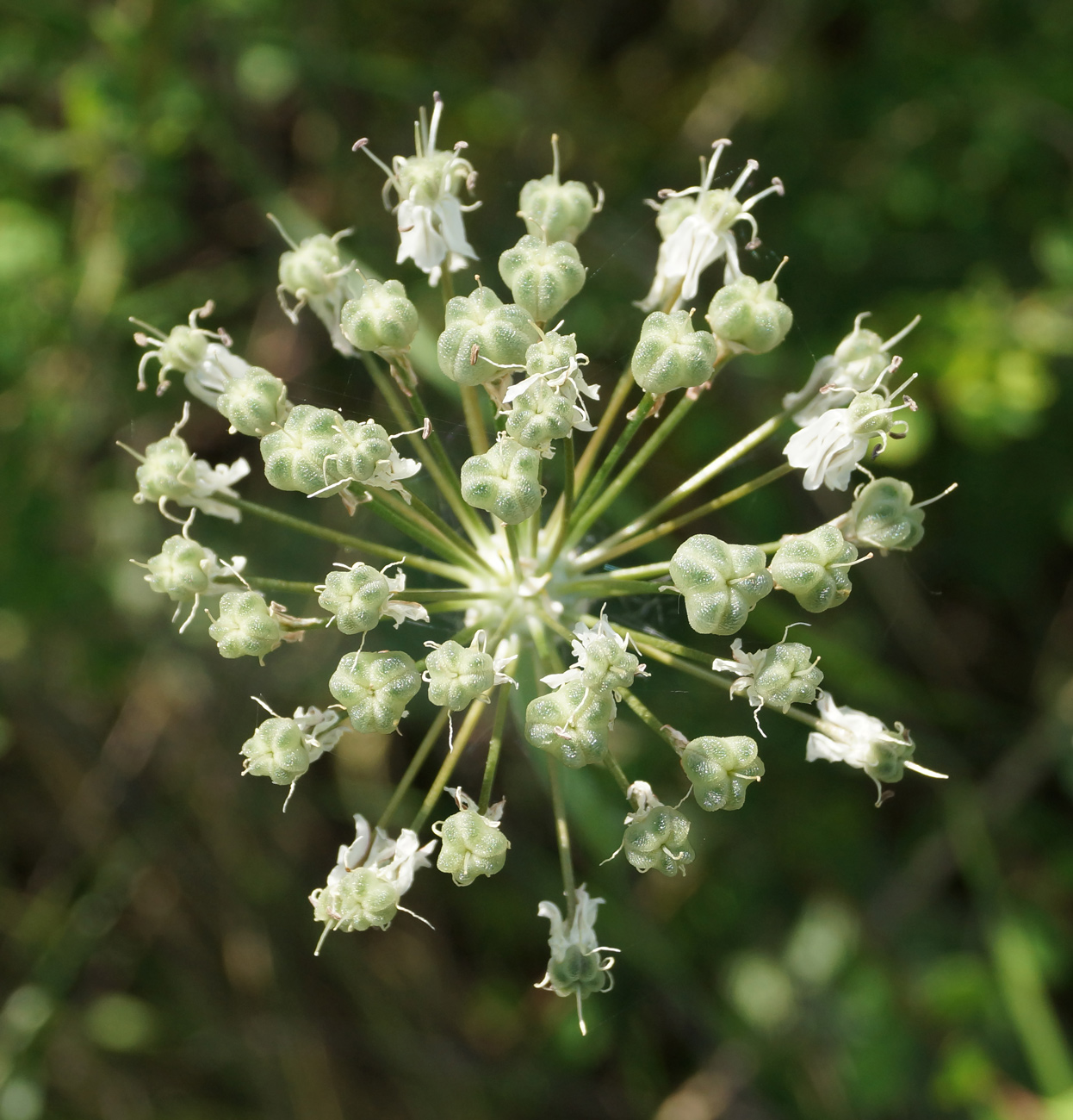 Image of Allium tulipifolium specimen.