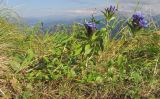 Gentiana septemfida. Цветущие растения. Адыгея, Кавказский биосферный заповедник, Фишт-Оштенский массив, перевал Узуруб, ≈ 1950 м н.у.м., каменистый склон. 30.08.2015.