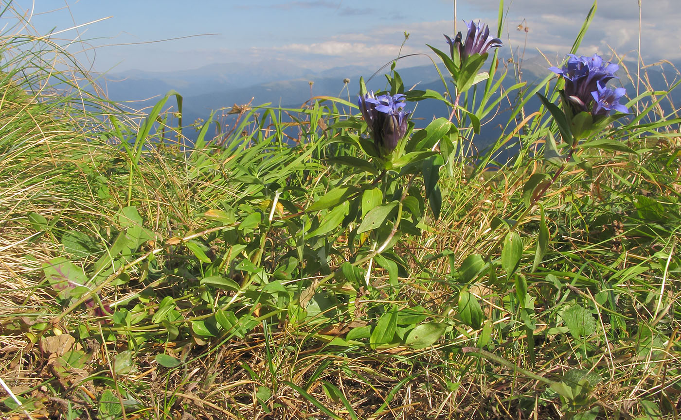 Изображение особи Gentiana septemfida.