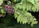 Polystichum setiferum