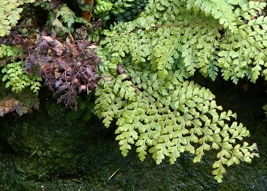 Image of Polystichum setiferum specimen.