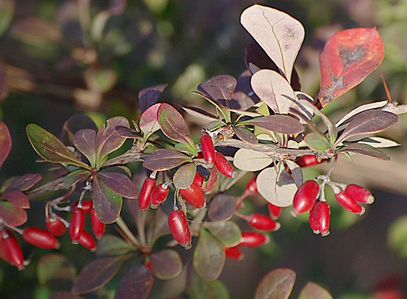 Image of Berberis thunbergii specimen.