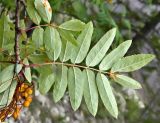 Sorbus sibirica. Верхушка веточки и листья (нижняя сторона) с эцидиальной стадией ржавчинного гриба Gymnosporangium cornutum. Якутия, Хангаласский улус, берег р. Буотамы, горный склон. Август 2013 г.