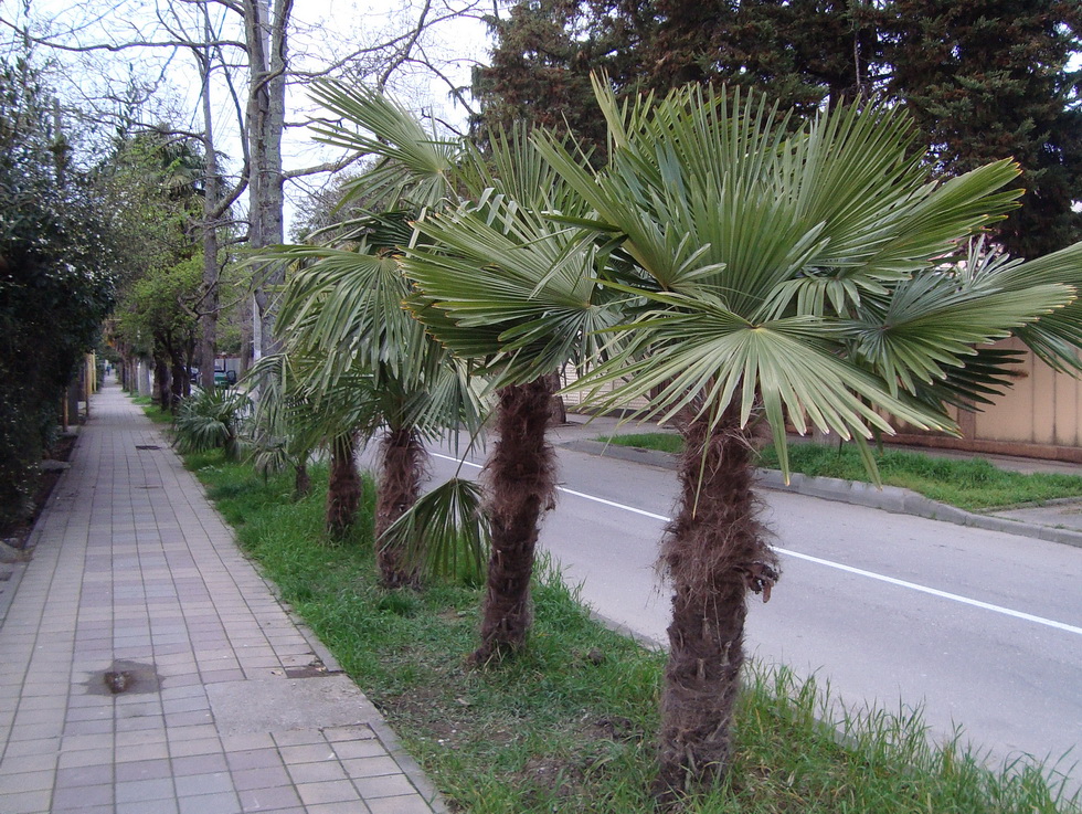 Image of Trachycarpus fortunei specimen.