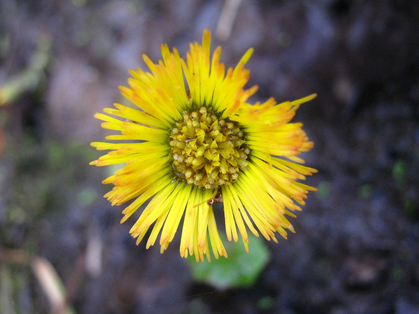 Изображение особи Tussilago farfara.