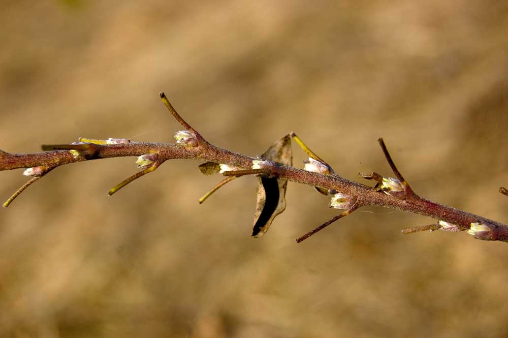 Изображение особи Chamaecytisus ruthenicus.