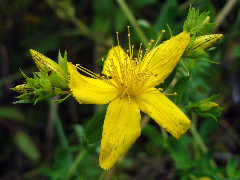 Изображение особи Hypericum perforatum.