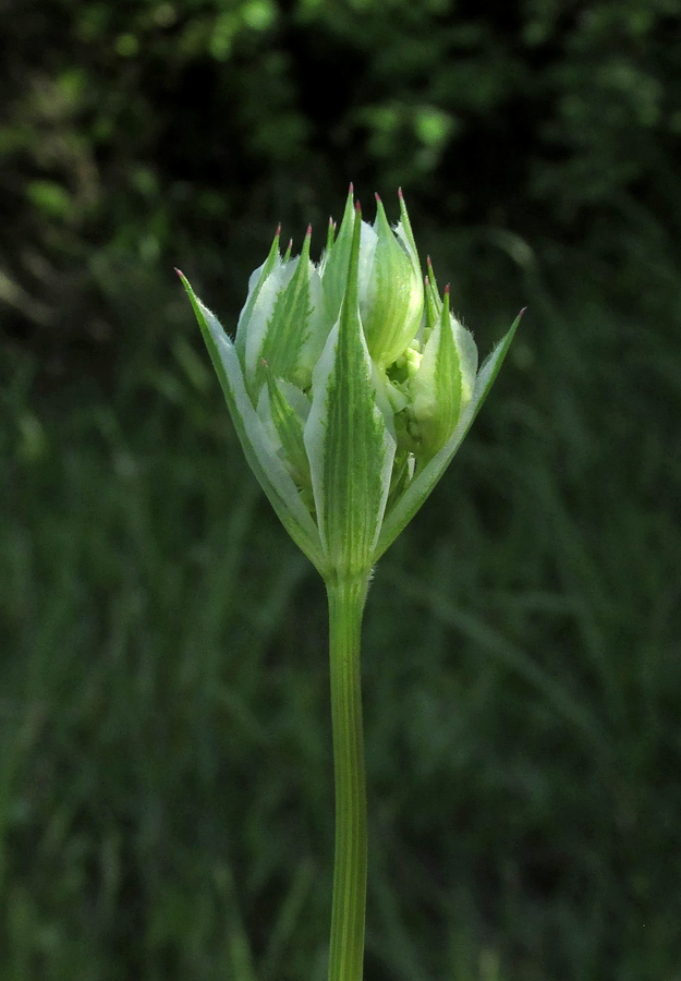 Image of Orlaya grandiflora specimen.