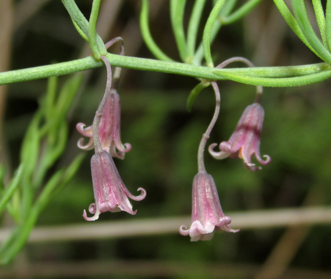 Изображение особи Asparagus pallasii.