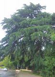 Cedrus deodara. Старое дерево в культуре. Черноморское побережье Кавказа, г. Сочи, окр. парка Ривьера. 28 мая 2015 г.