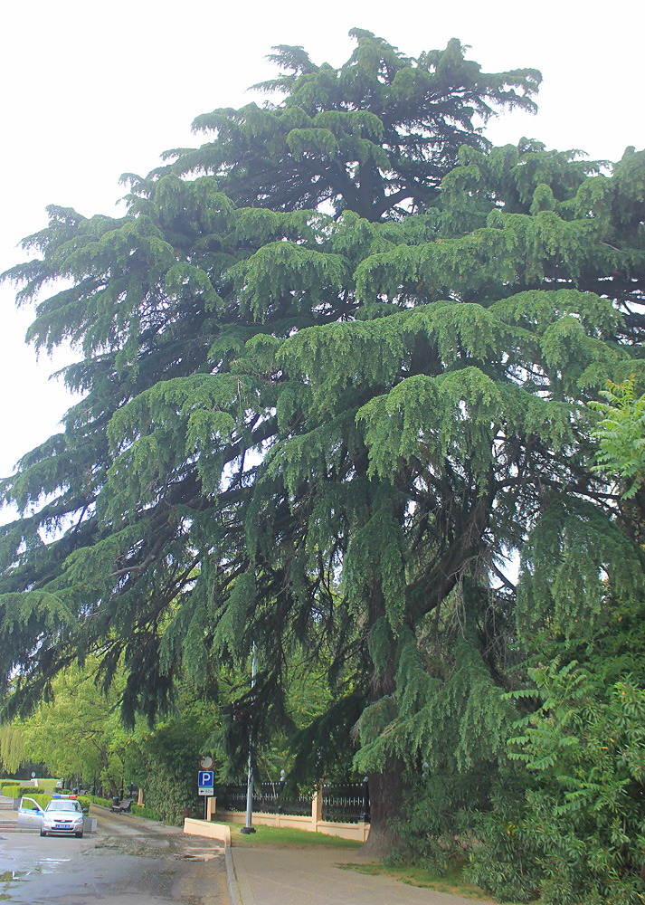 Image of Cedrus deodara specimen.