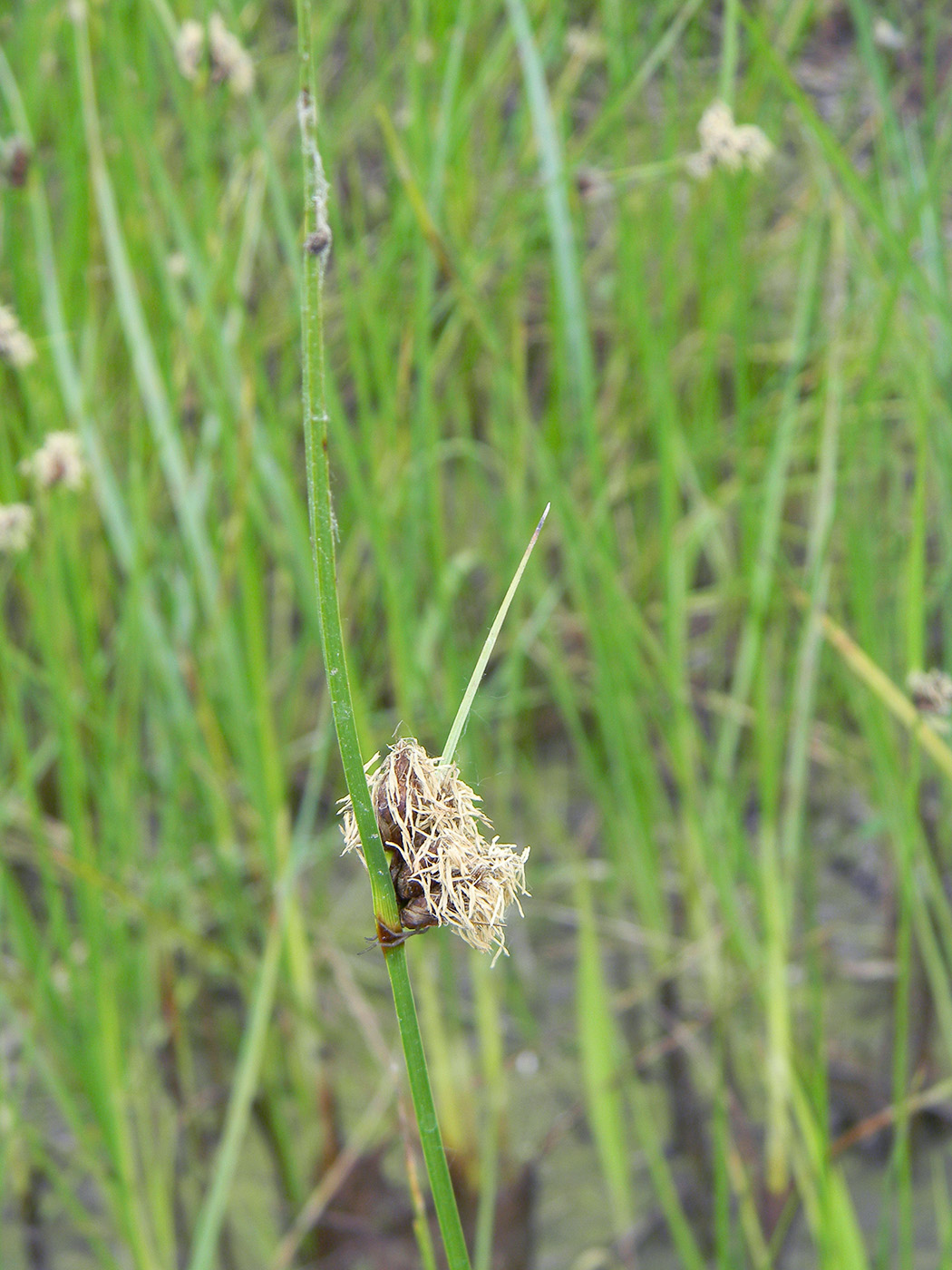 Image of genus Bolboschoenus specimen.