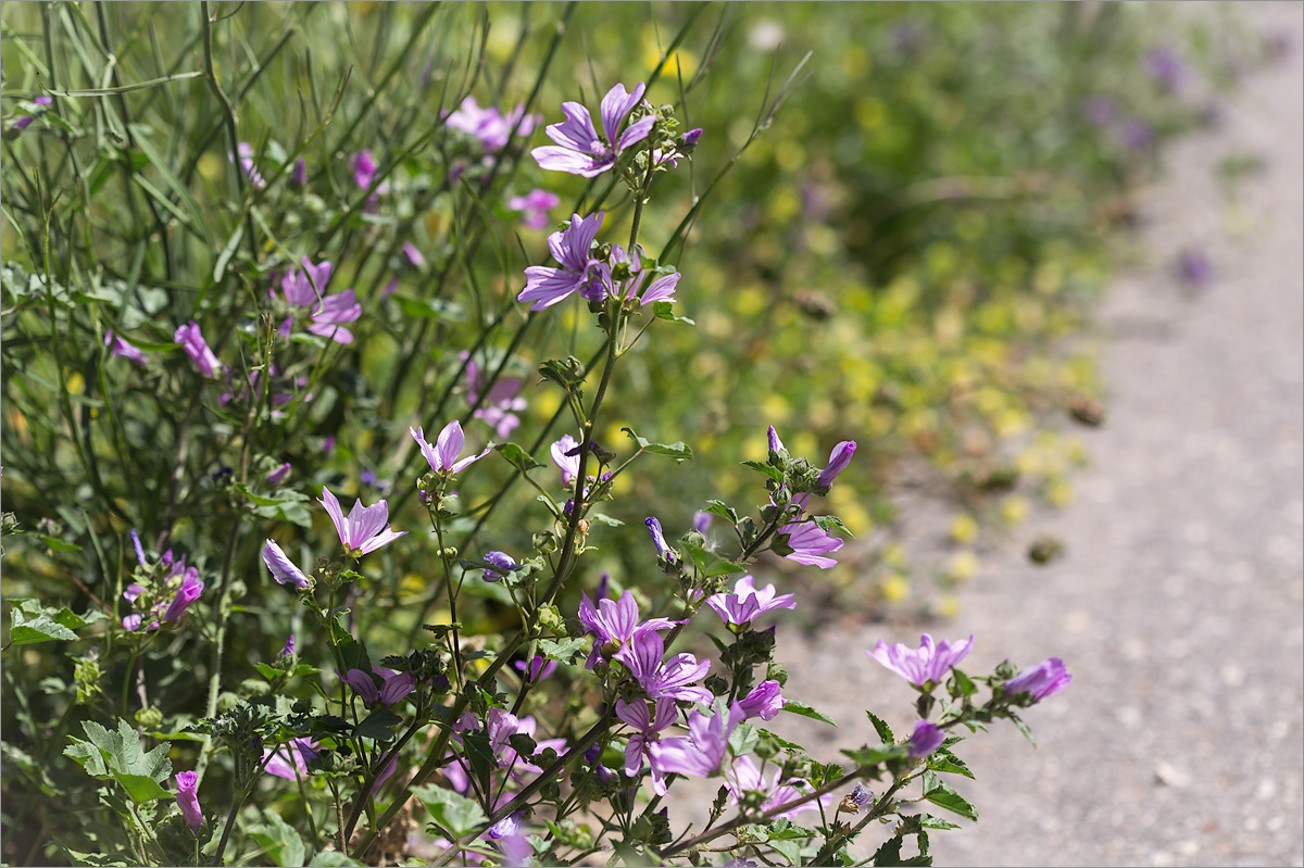 Image of Malva sylvestris specimen.