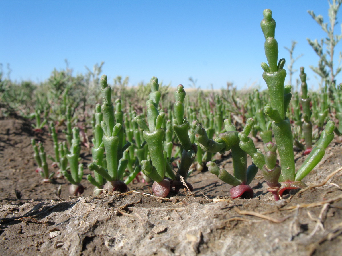 Изображение особи Salicornia perennans.