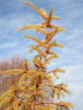 Larix sibirica