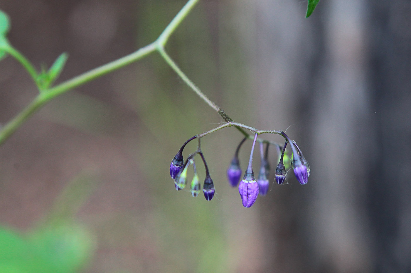 Изображение особи Solanum dulcamara.