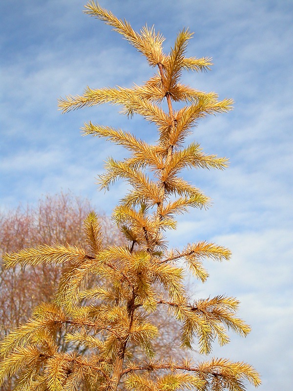 Изображение особи Larix sibirica.