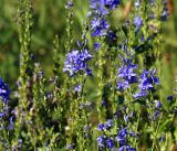 Veronica teucrium. Побеги с цветками и плодами. Владимирская обл., Ковровский р-н, окр. дер. Митино, поле. 02.07.2016.