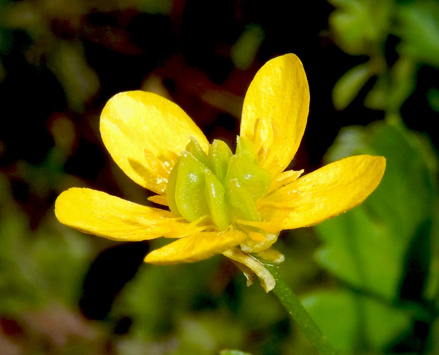 Изображение особи Ranunculus trachycarpus.