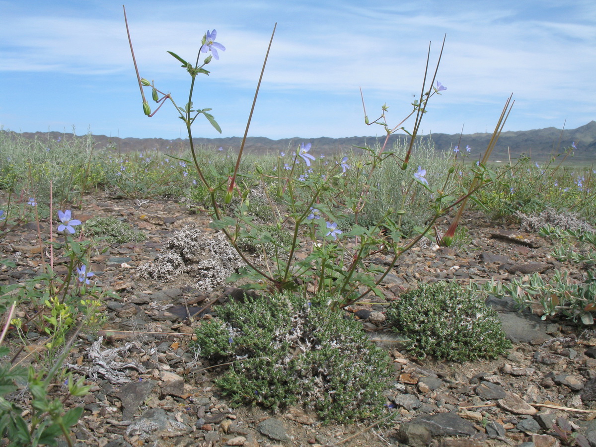 Изображение особи Erodium oxyrhynchum.