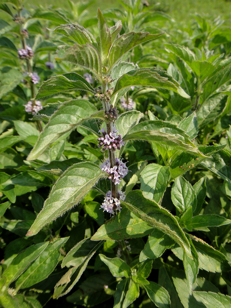 Изображение особи Mentha canadensis.