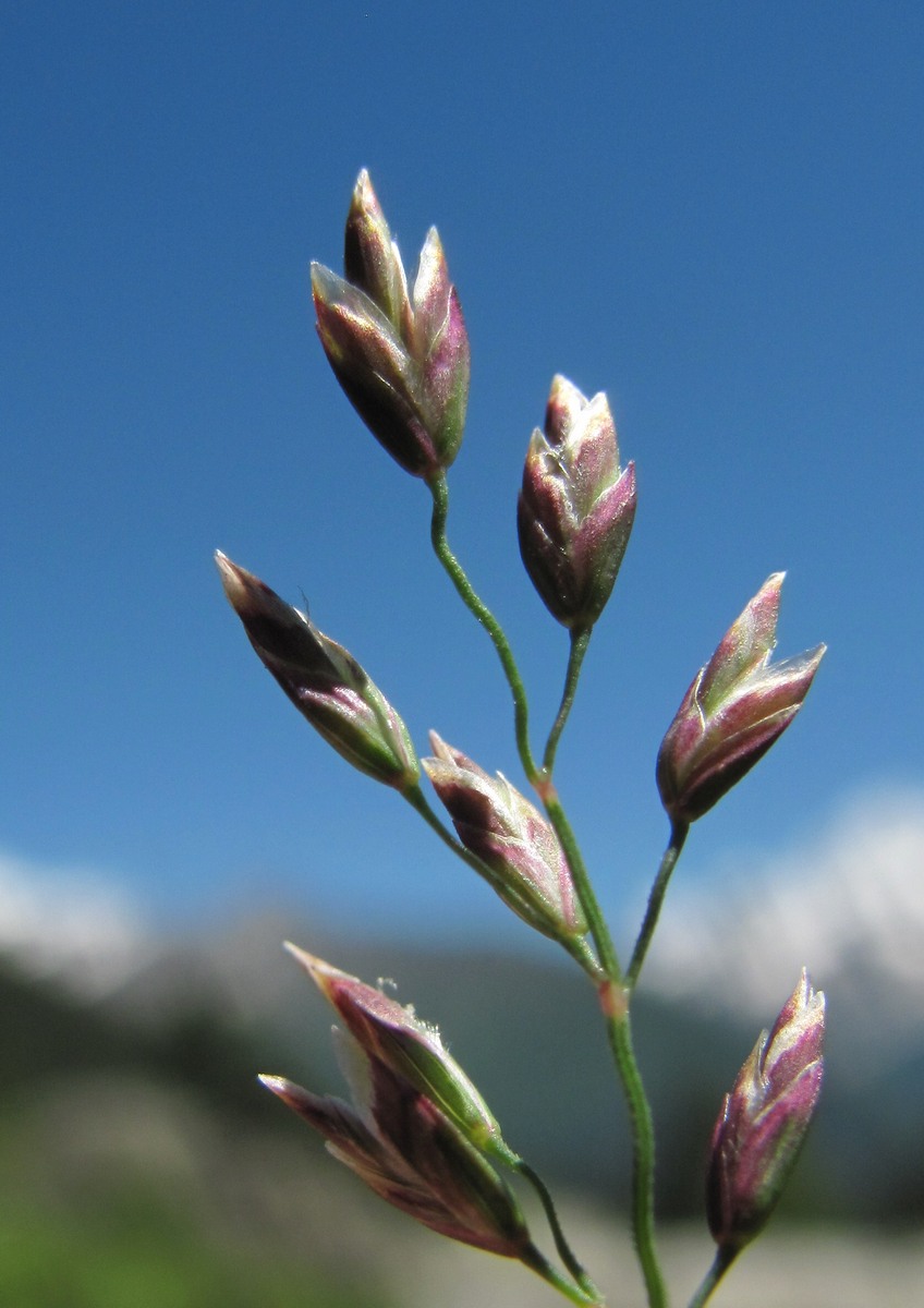 Image of genus Poa specimen.