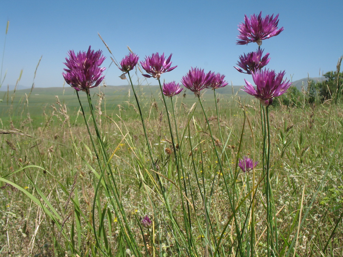 Image of Allium barsczewskii specimen.