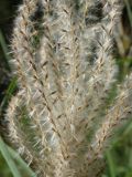 Miscanthus purpurascens