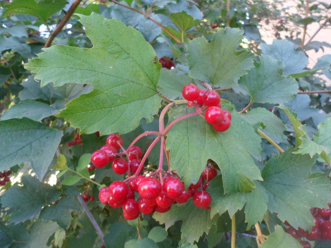 Изображение особи Viburnum opulus.