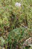 Astragalus austrosibiricus