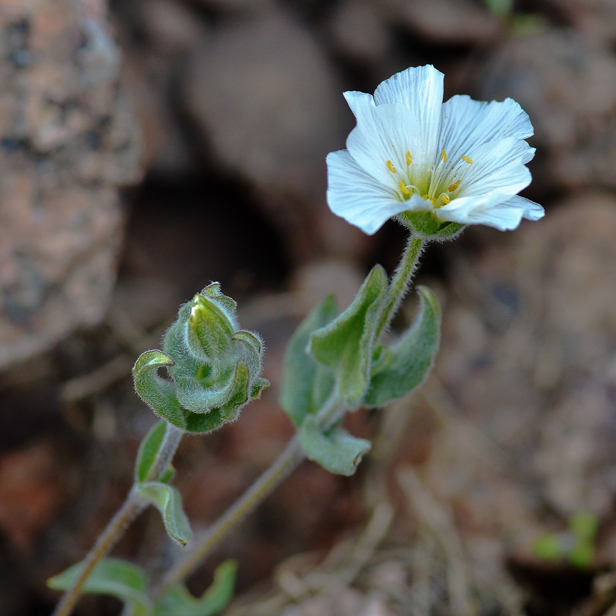 Image of Cerastium lithospermifolium specimen.