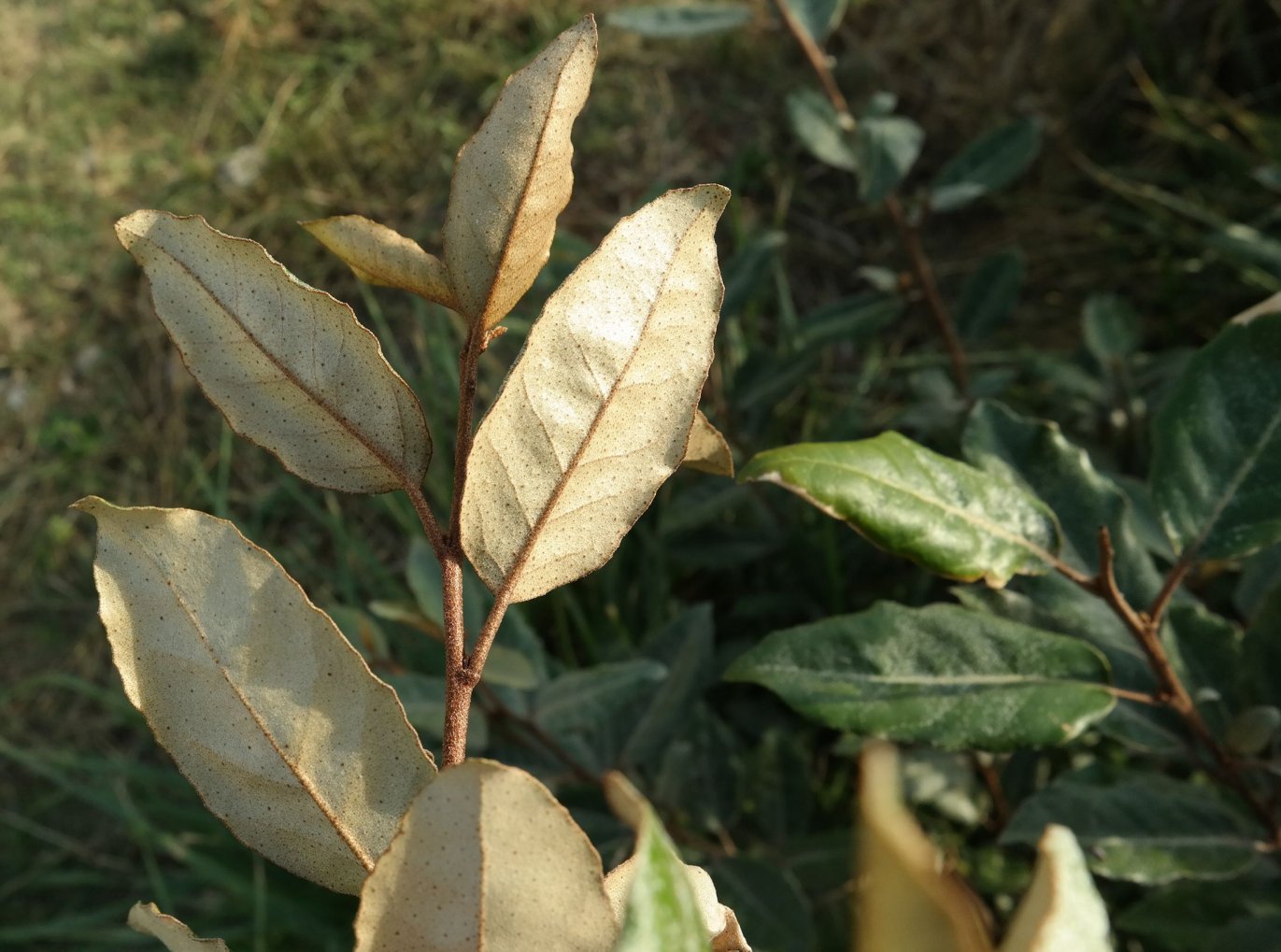 Image of genus Elaeagnus specimen.