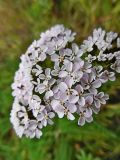 Achillea millefolium. Часть общего соцветия. Марий Эл, г. Йошкар-Ола, берег Малой Кокшаги. 19.10.2016.