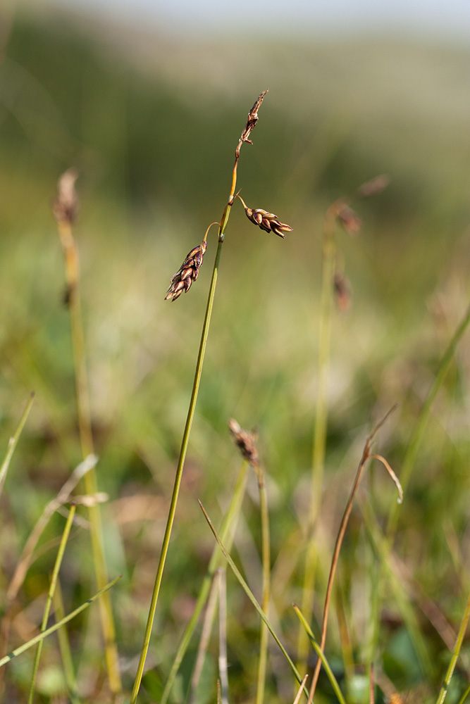 Image of Carex rariflora specimen.