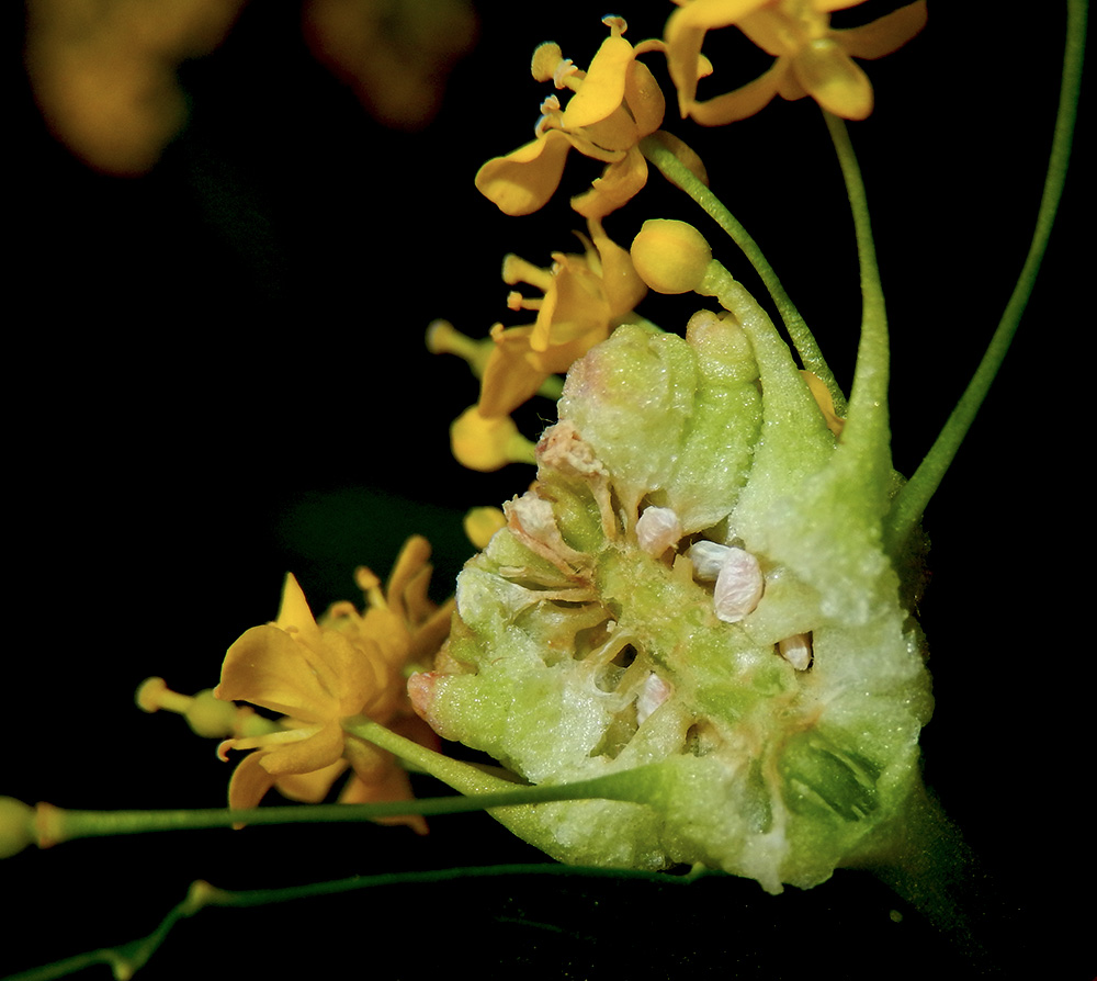 Image of Rorippa austriaca specimen.