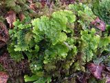 Lobaria linita