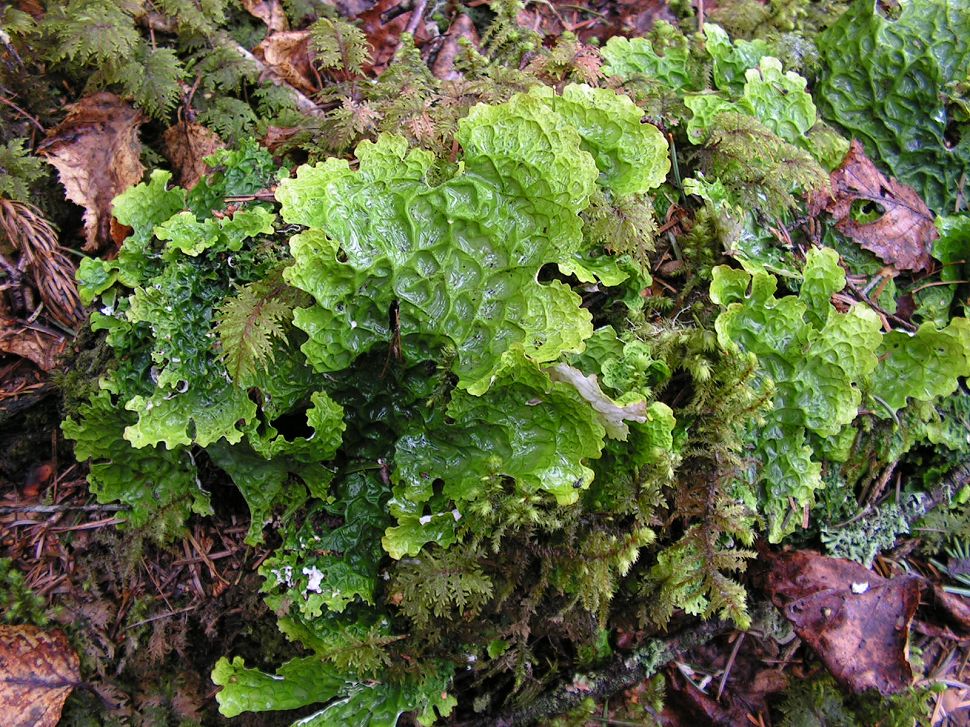 Изображение особи Lobaria linita.