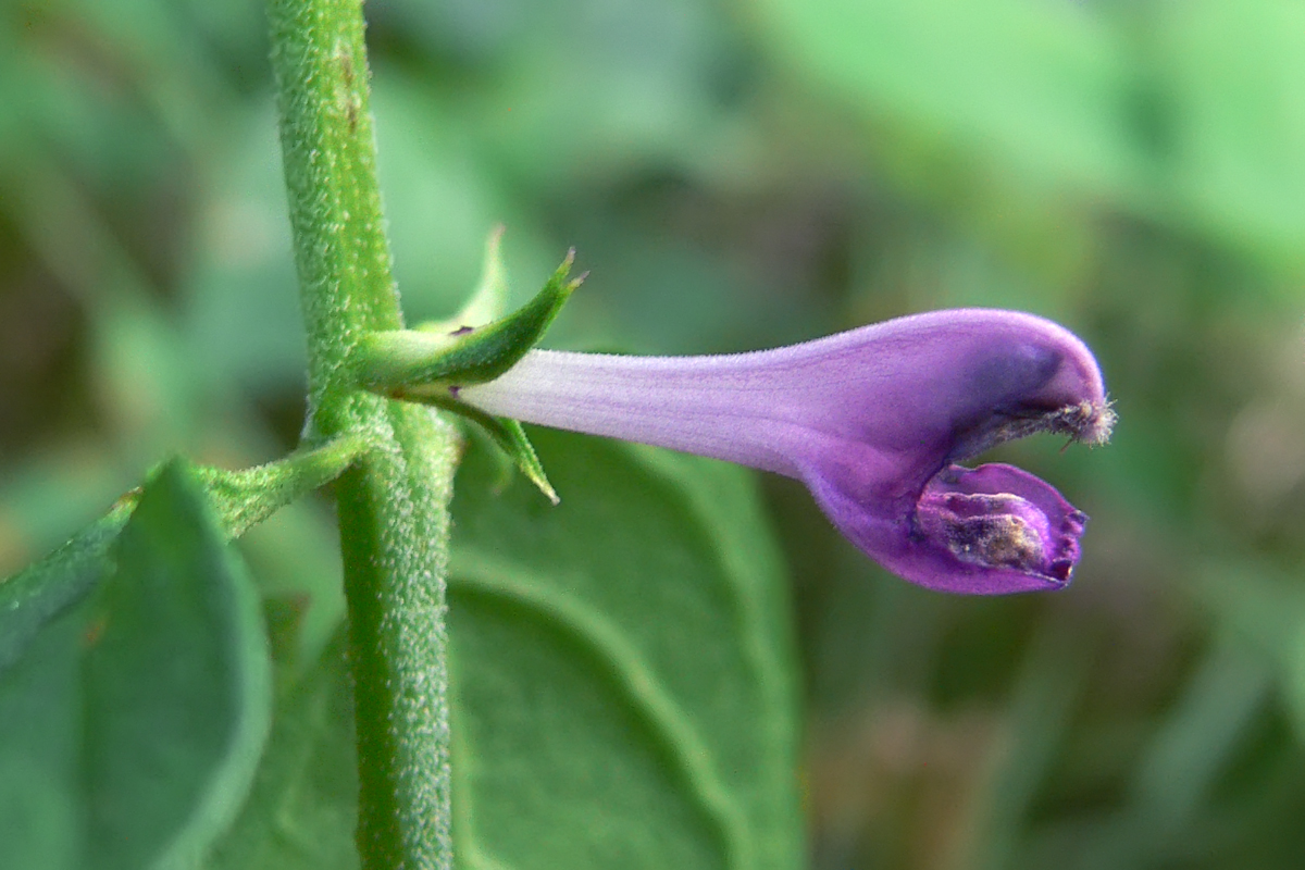 Image of Melampyrum roseum specimen.