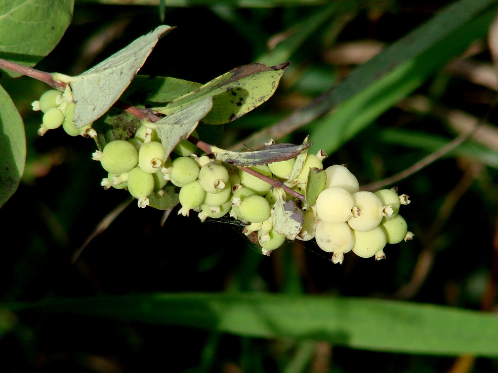 Image of Symphoricarpos albus var. laevigatus specimen.