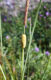 Typha laxmannii. Верхушка плодоносящего растения. Амурская обл., Бурейский р-н, окр. с. Малиновка, заболоченная полоса около ж. д. 18.07.2016.