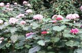 Clerodendrum bungei