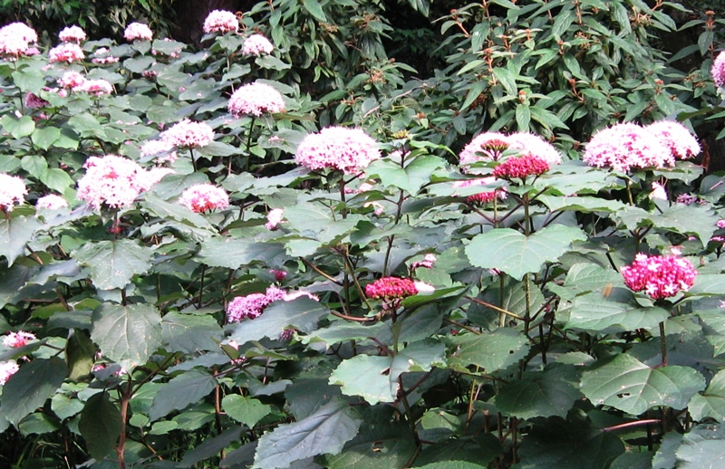 Image of Clerodendrum bungei specimen.