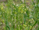 Draba nemorosa
